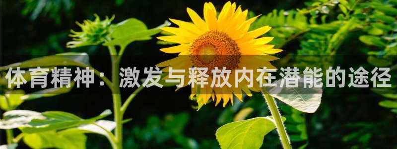 77体育app下载官网